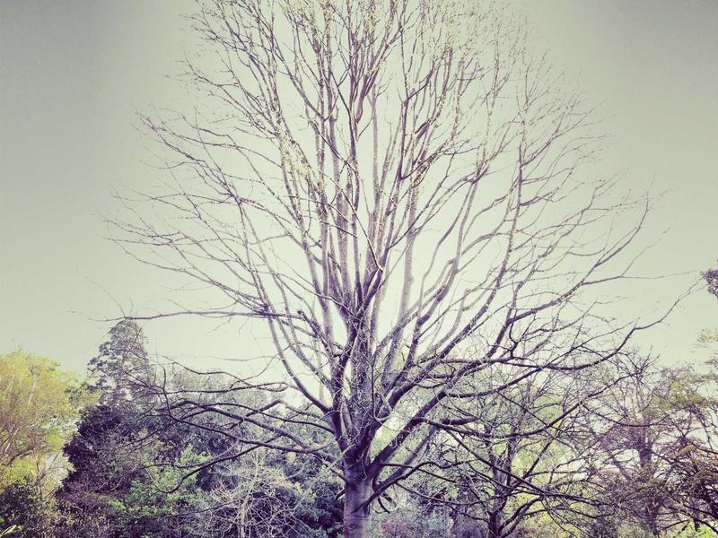 Mist Plants Morning Only — Leaves Burn at Noon