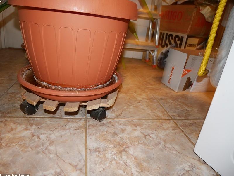 Balcony Mold Season: The Unsexy Housing Skill