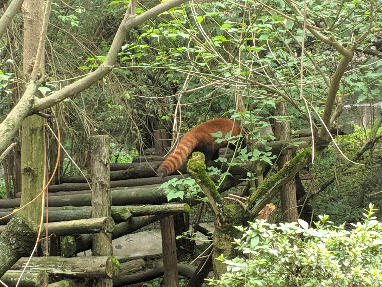 Panda visit (Claiming a Park Bench Like a Local Ritual)