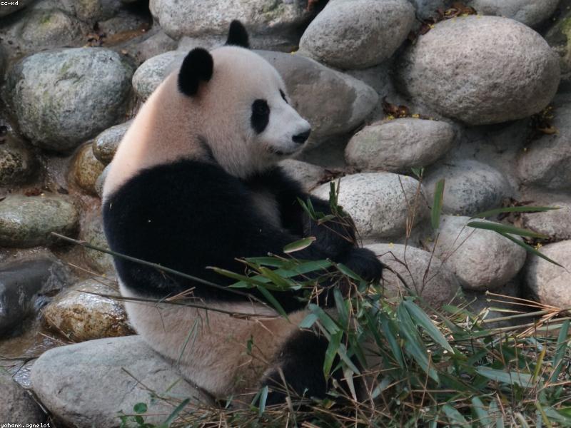 Daily Leisure Habits for Museum Habits in Chengdu