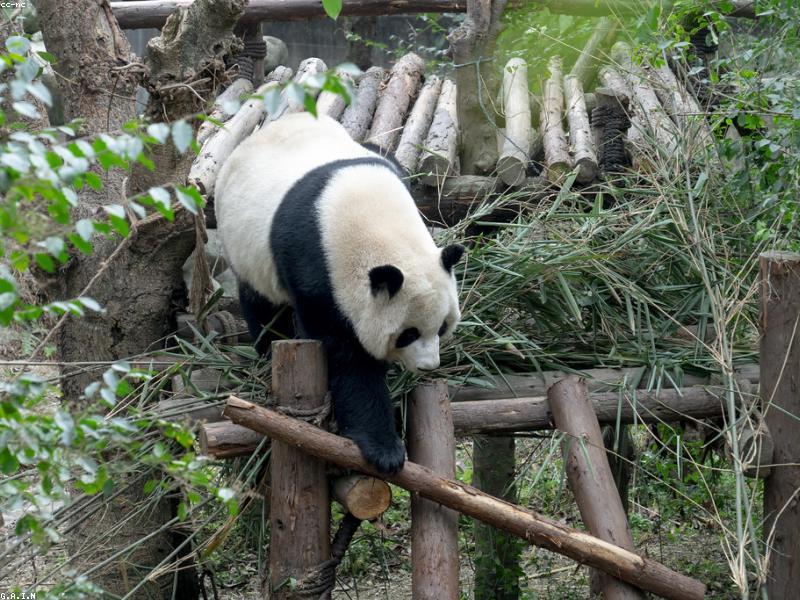 Leisure Mistakes New Chengdu Residents Make with Guest Hosting