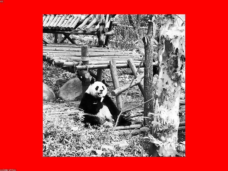Panda Base: Early Gate or Photograph Crowds