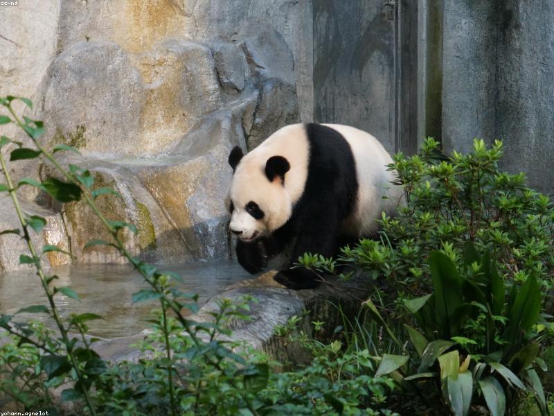 Binoculars at Panda Base Optional — Phones Zoom Fine