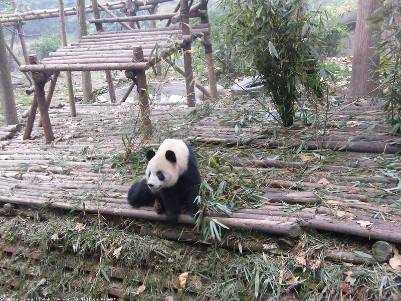 Rent Hiking Poles at Qingcheng Start, Not Mid-Climb Regret