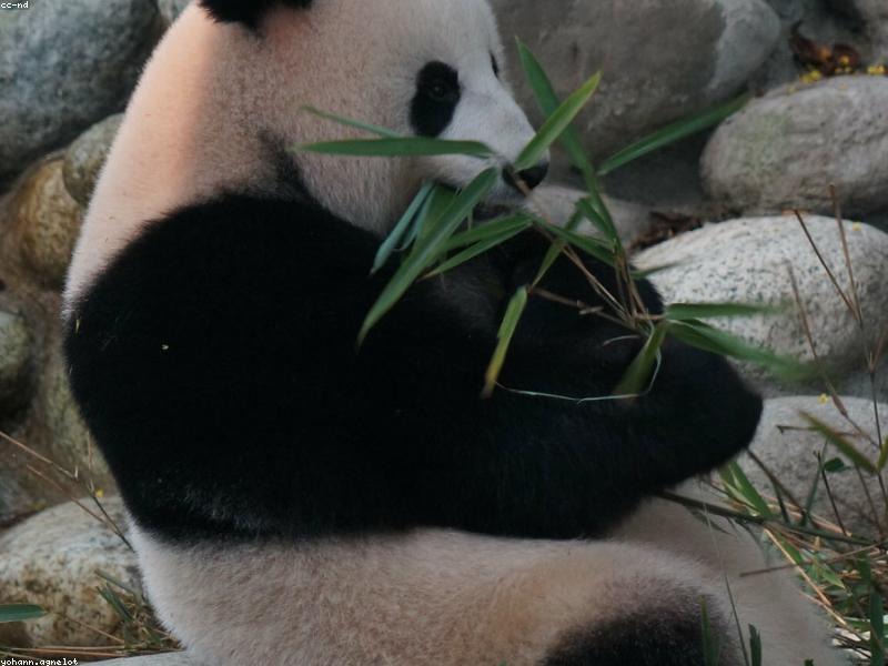Daily Leisure Habits for Cultural Parks in Chengdu