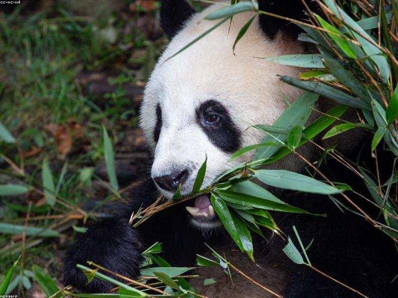Leisure Mistakes New Chengdu Residents Make with Photo Walks