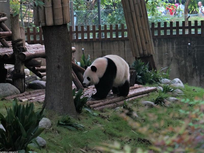 Huanglongxi River Walk in Shade — Main Street Is a Furnace