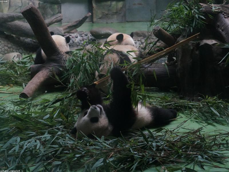 Micro-Sightseeing Habits for Busy Chengdu Residents