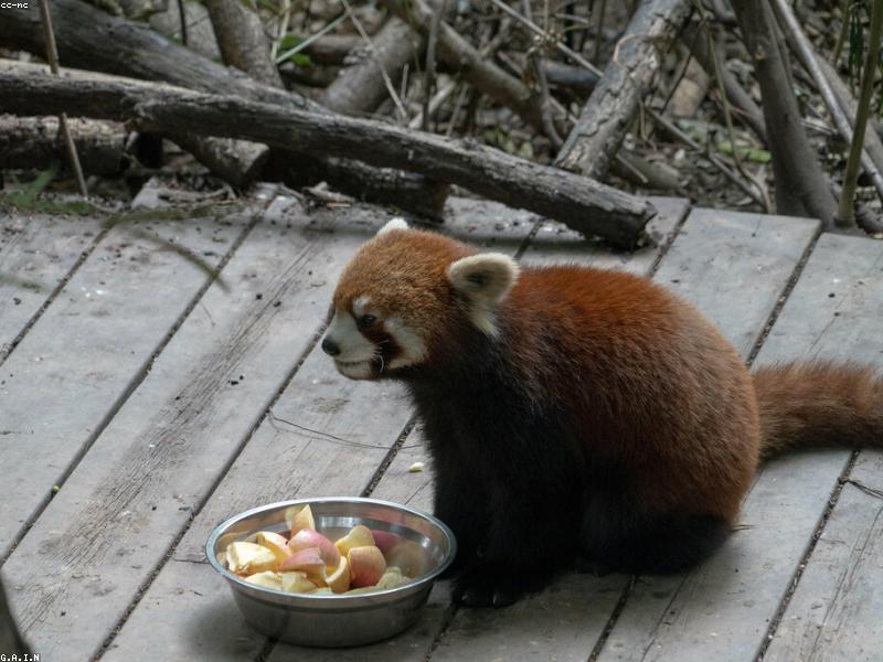 Temple & Quiet-Garden Mornings in Chengdu