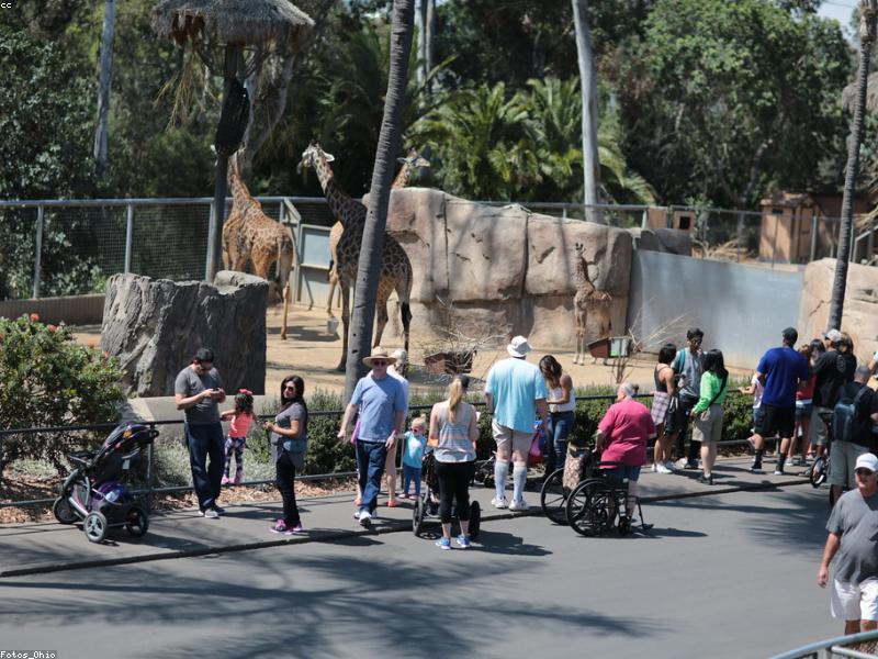 Panda Base Weekday Morning — Weekend Crowds Own Midday