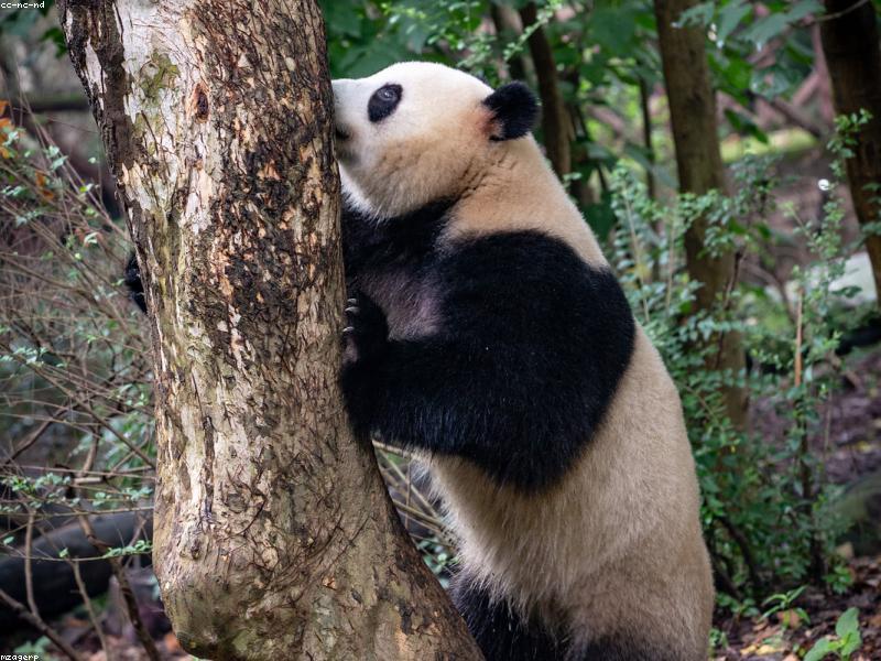 Micro-Sightseeing Habits for Busy Chengdu Residents