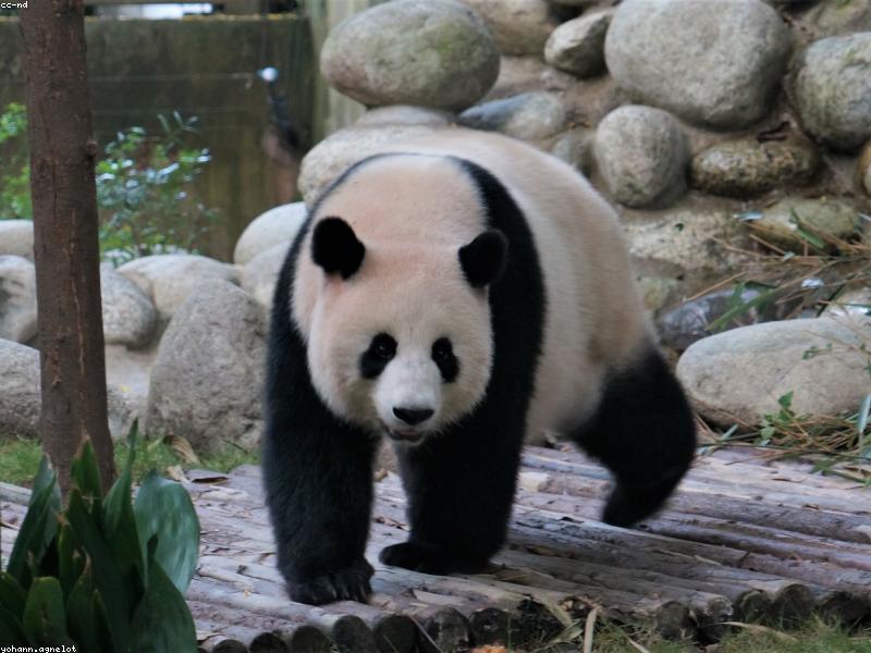 Panda Base: Weekday Tickets Beat Weekend Elbow Tourism