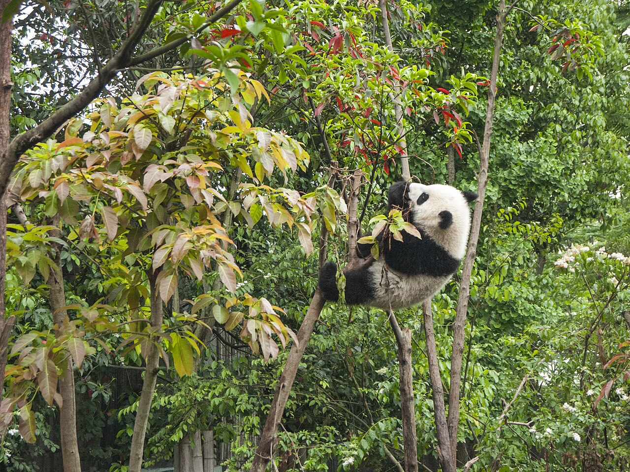 Panda visit (Book the Return Train Before the Cute Home)