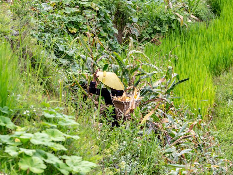 Wide Hat Not Cap at Bamboo Sea — Neck Burn Hour Three